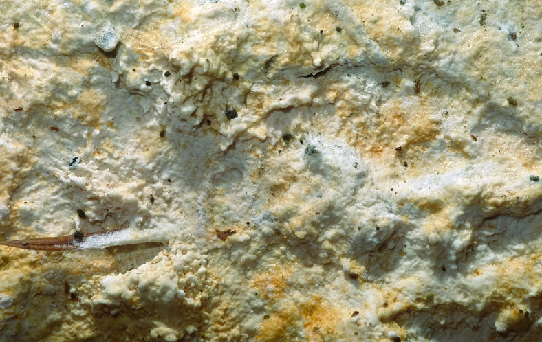 Scytinostromella olivaceoalba?(Leptosporomyces fuscostratus)